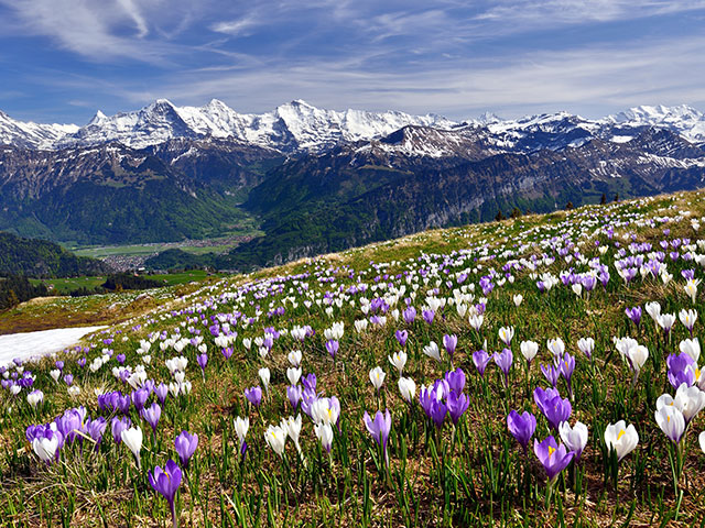 Krokusse in der Schweiz