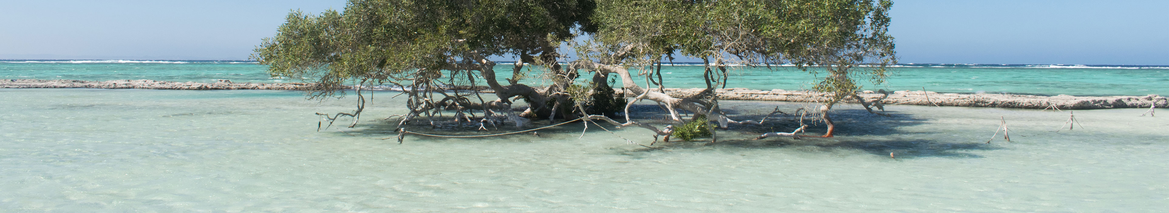Mangrovenbaum in Al Qulaan, Wadi El Gemal